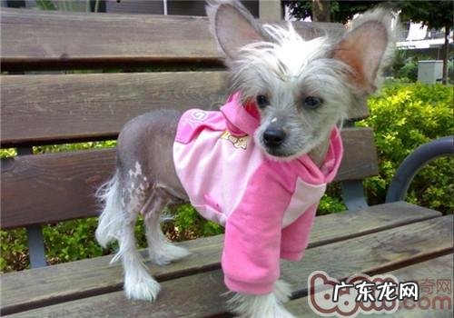 中国冠毛犬冬天怕冷吗