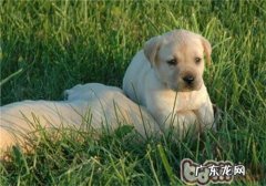 狗狗尾巴掉毛是怎么回事造成 的