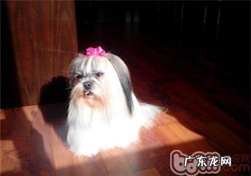 小狗得了皮肤疾病必须注射吗?