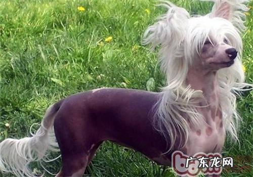 中国丑狗之冠毛犬