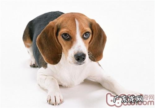 小狗能够吃西红柿吗