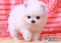 博美犬的生活习性