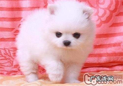 博美犬的生活习性