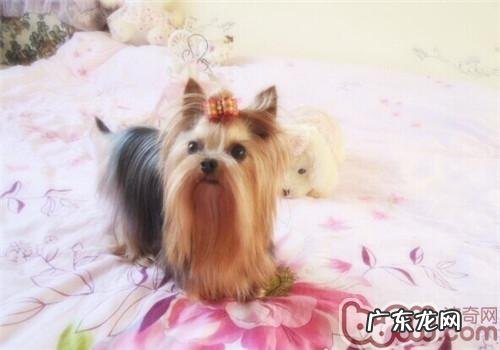 怎么消除小宠物的身上的静电感应