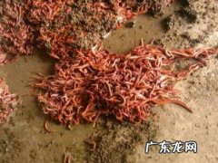养蚯蚓吃什么东西呢 蚯蚓喜欢吃什么