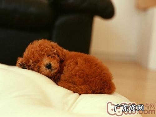 刚断奶后的幼狗应当吃啥