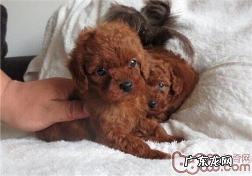 饲养小泰迪的常见问题