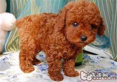 泰迪掉毛的缘故有什么