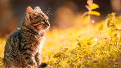 健身舞蹈减肥 什么舞蹈能健身减肥又能塑造很好的体型呢？