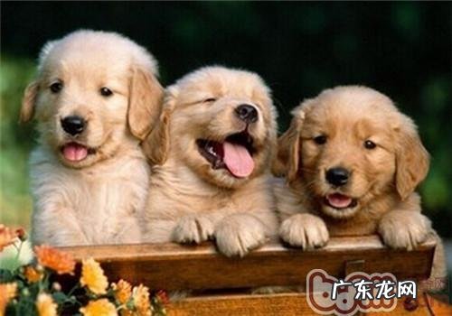 到哪去遛猫遛狗比较好