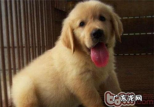 金毛多少能够除虫