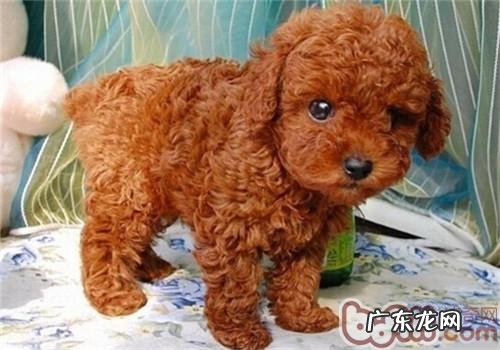 小泰迪吃撑了该怎么办？