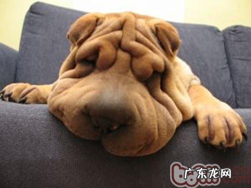 沙皮狗的眼部保养关键点