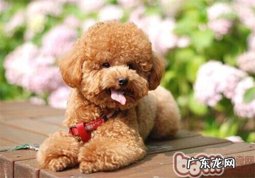 小泰迪养不胖怎么办