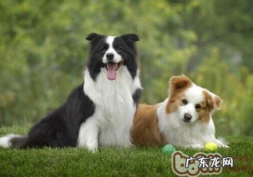 小狗吃生吃的益处