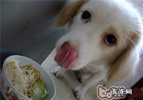 小狗可以吃什么蔬菜水果