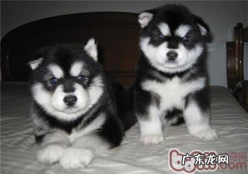 阿拉斯加犬雪橇犬好养吗？