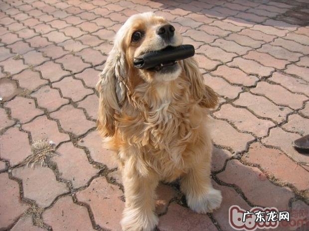 犬猫群养特别注意性情难题