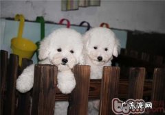 宠物狗排泄物臭的病理学缘故