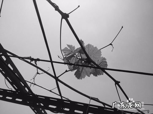 手机拍照技巧,手机摄影技巧知识大全?