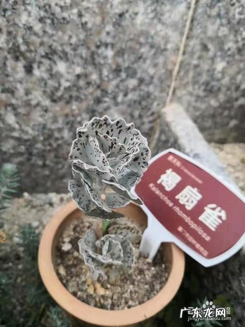 手机拍照技巧教程