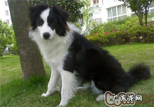 小狗坐垫负伤该怎么办