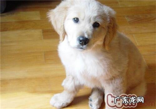 给小狗秤重注意事项