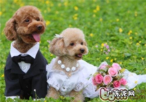 对于玉林狗肉节你有什么样的观点