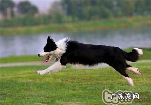 边境牧羊犬好养吗?