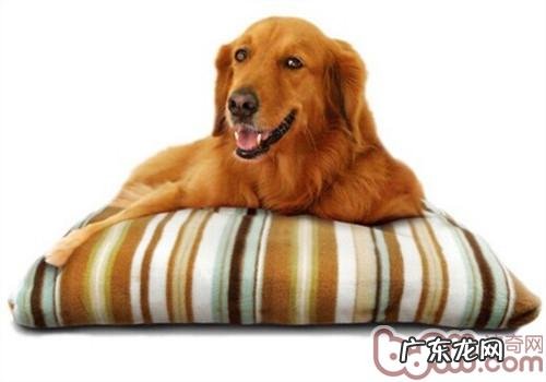 买狗狗的窝垫必须留意什么难题?