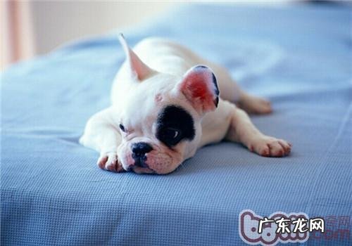 买狗狗的窝垫必须留意什么难题?