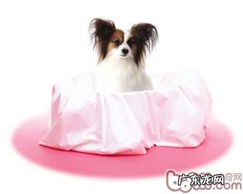 主人家应让小宠物杜绝的家居饰品