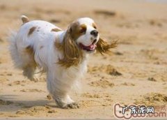 小狗无端乱叫的几类状况