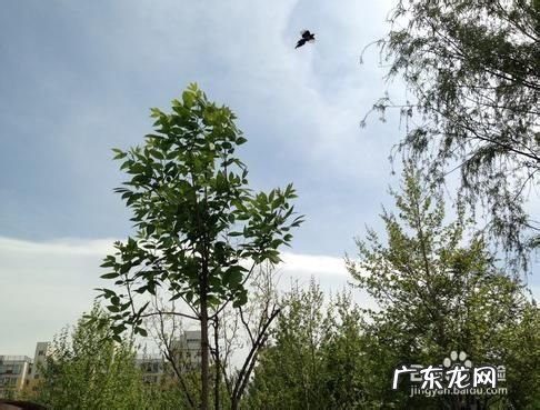 iPhone手机拍照技巧——小窍门,苹果手机夜间拍照技巧？