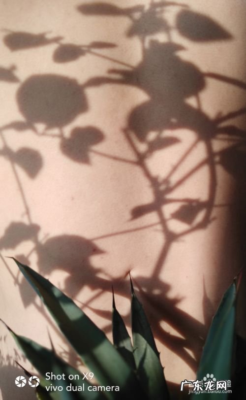 什么手机拍照效果最好,2021年顶级拍照手机？