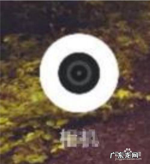 如何使用智能手机拍照,最好拍照手机排行榜?