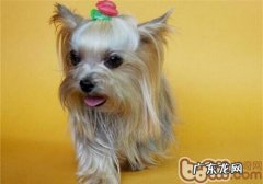 与小狗沟通交流务必联接三层面