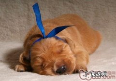 怎样解决对楼梯道中声音比较敏感的小狗