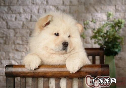 松狮成犬饲养中的7点小知识