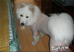 萨摩耶的身上有异味该怎么办