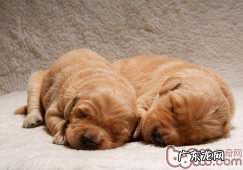 小狗是否会撒谎