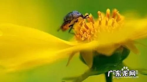 怎样用手机拍照更好看,手机怎么拍艺术照好看?