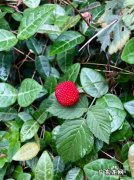 手机拍照构图技巧,手机拍照构图线在哪里？