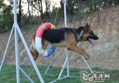 德国牧羊犬的形状特点