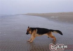 德国牧羊犬的种类介绍