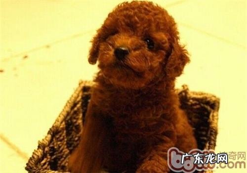 贵宾狗狗出现异常行为的缘故