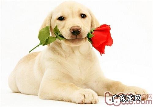 小狗偷食该怎么办