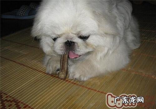 帮小狗减肥瘦身的恰当方式