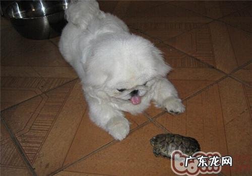 小狗迟钝的几个缘故