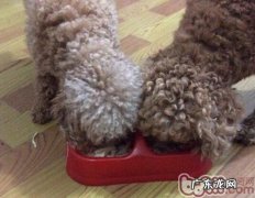 吃出健康身体——泰迪犬饮食搭配攻略大全